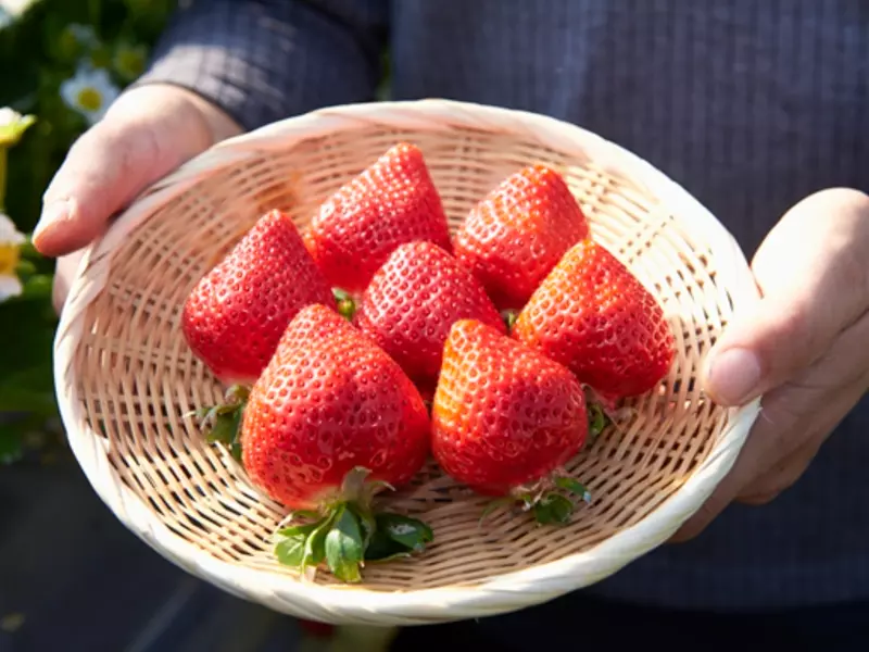 日本草莓品種多元且有名