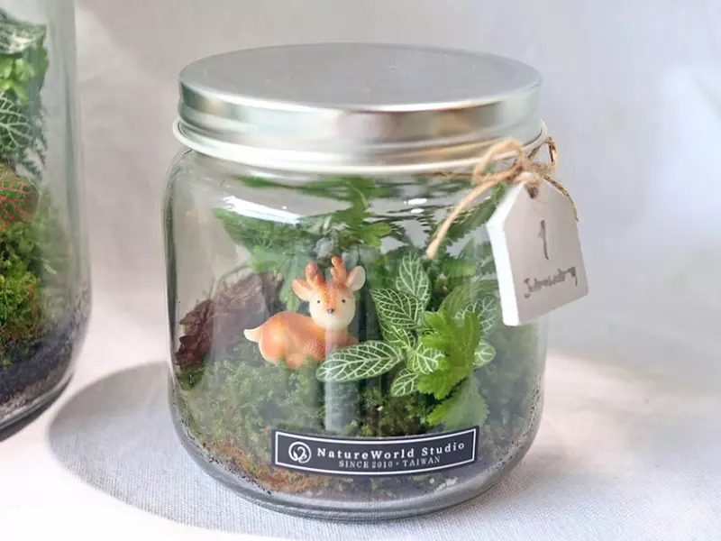 植物生態瓶 DIY
