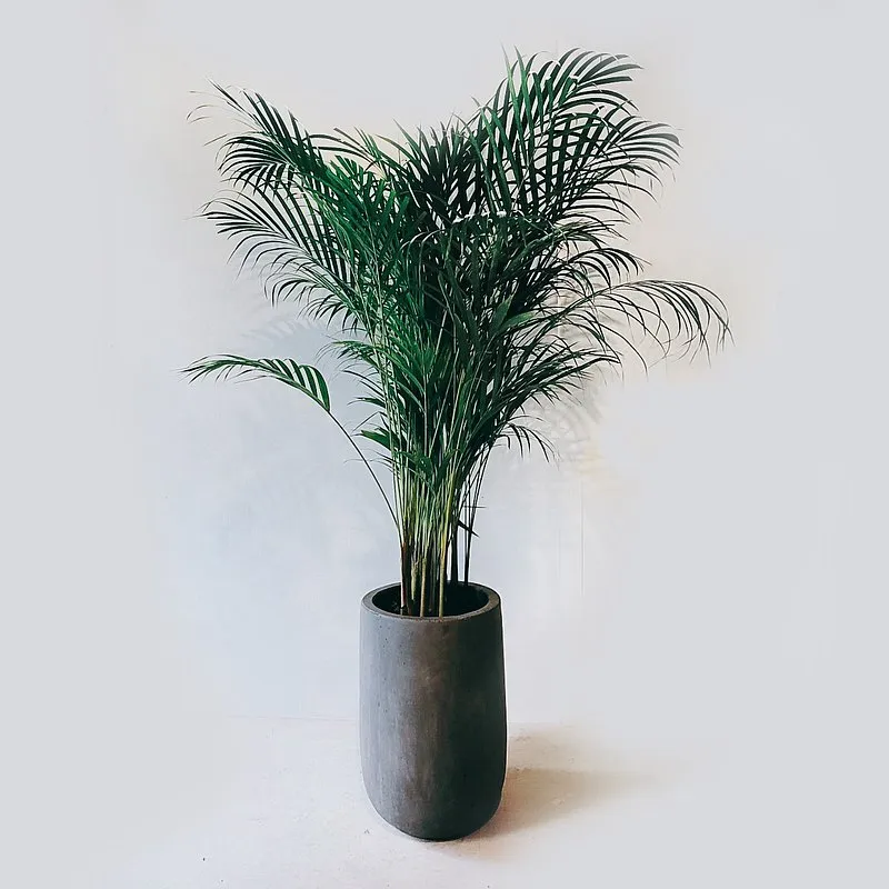 耐陰植物：黃椰子