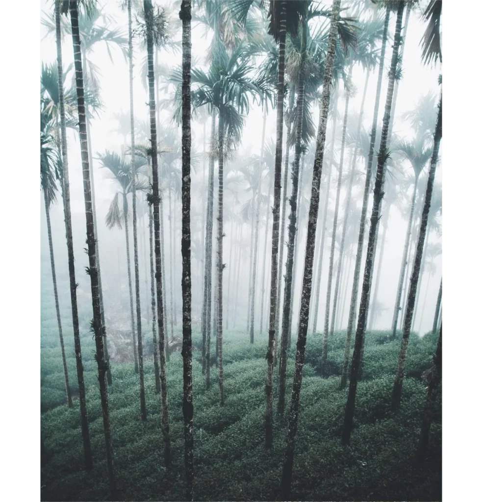 唯美令人屏息的台灣山林照片