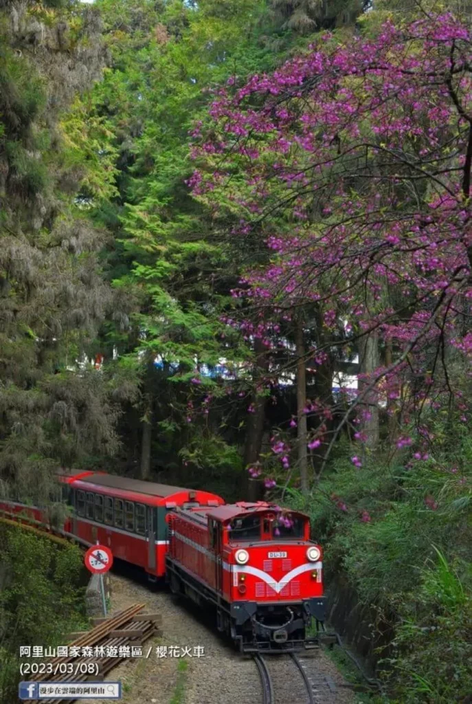 阿里山國家遊樂區-紅色火車