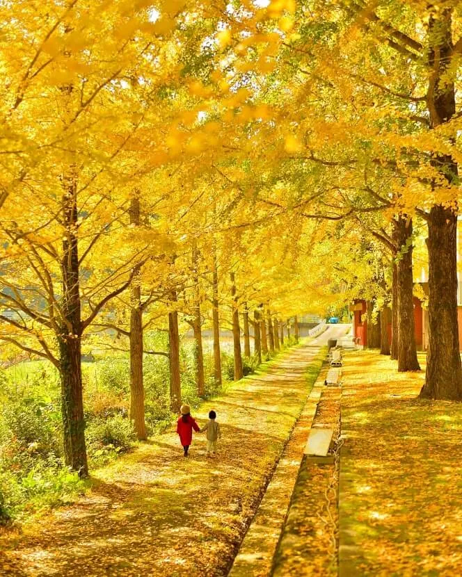 秋天黃金樹下散步