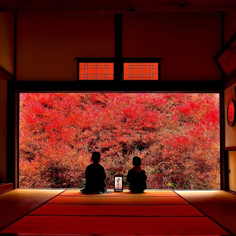 日本和室和紅花