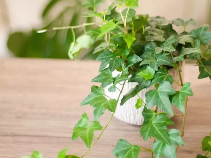 淨化空氣的室內植物：玉屋-常春藤盆栽