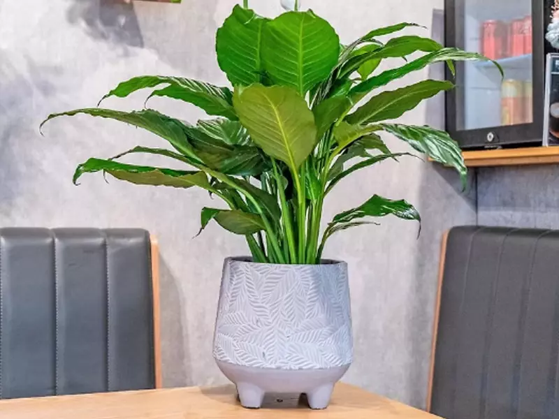 淨化空氣的室內植物：巧繪網植物館-白鶴芋盆栽