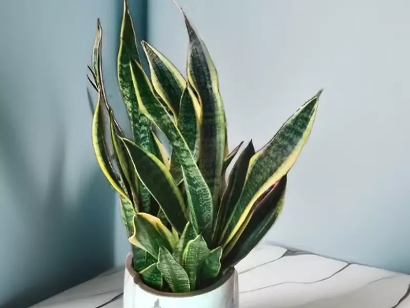 淨化空氣的室內植物：蘭沉空間-虎尾蘭