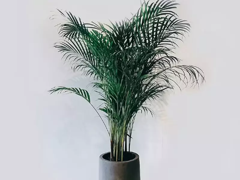 淨化空氣的室內植物：盆空間-黃椰子