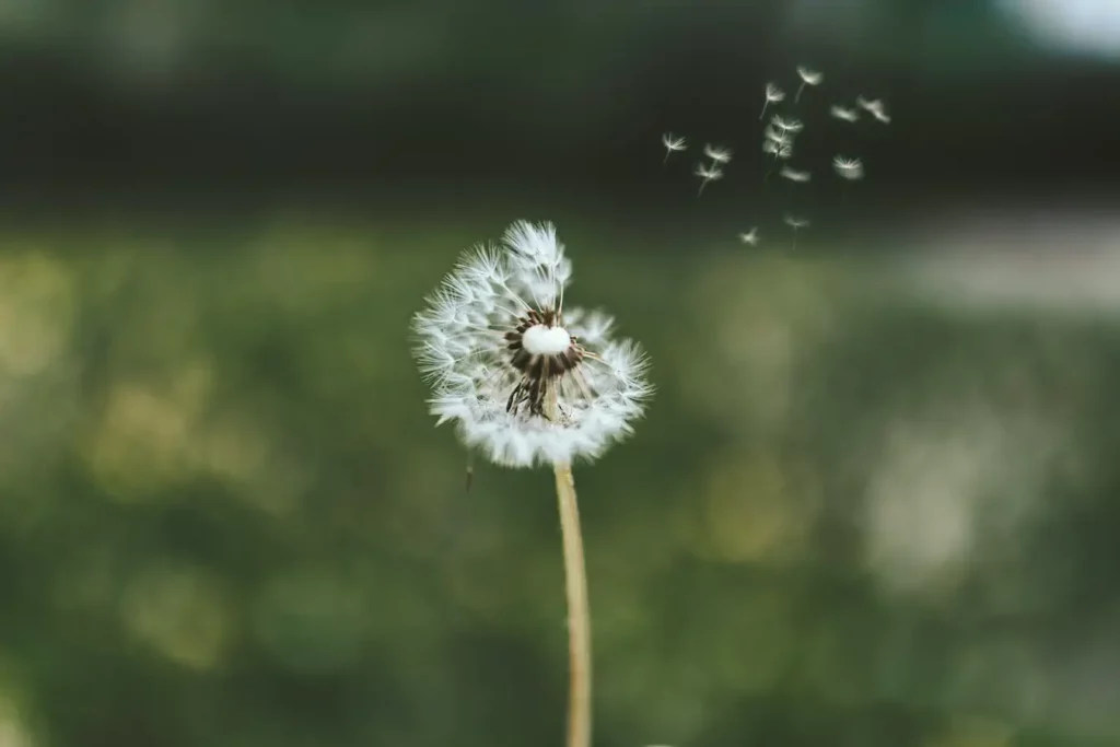 蒲公英是一種遍佈於全球各地的多年生草本植物