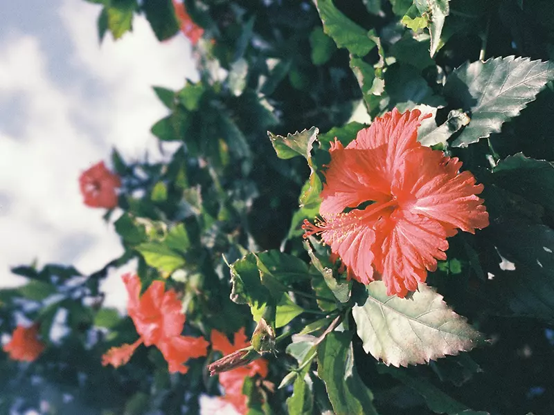 不同顏色扶桑花花語不同