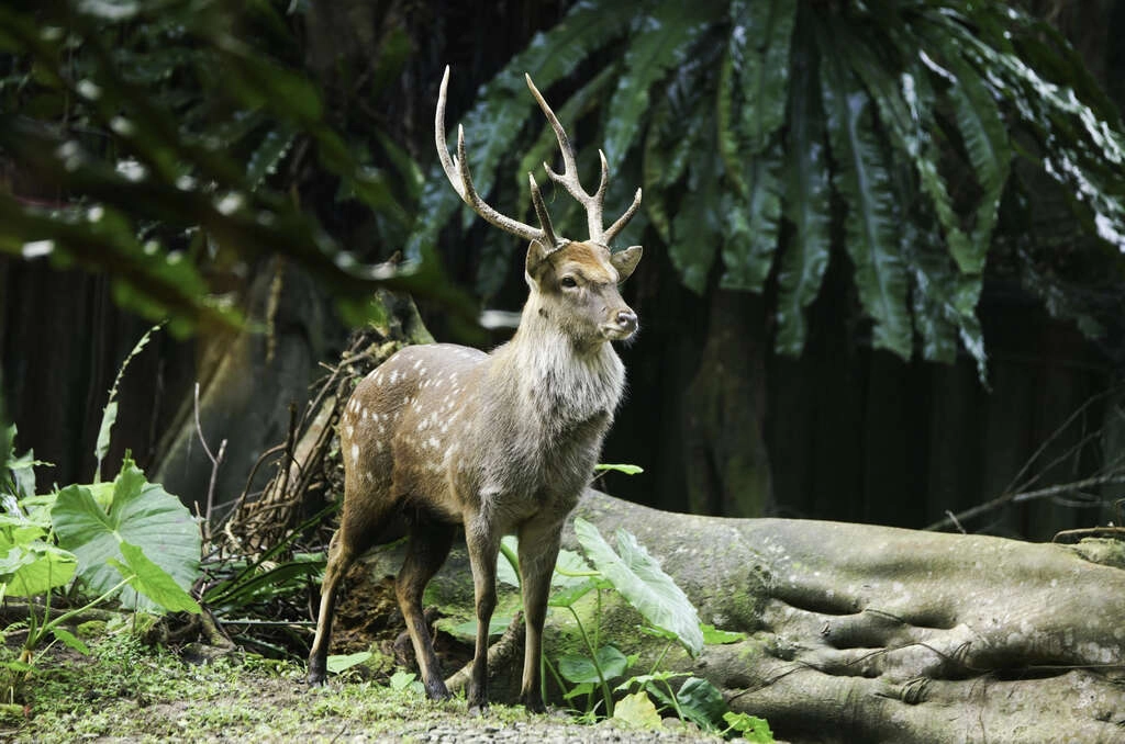 約會行程推薦：臺北市立動物園