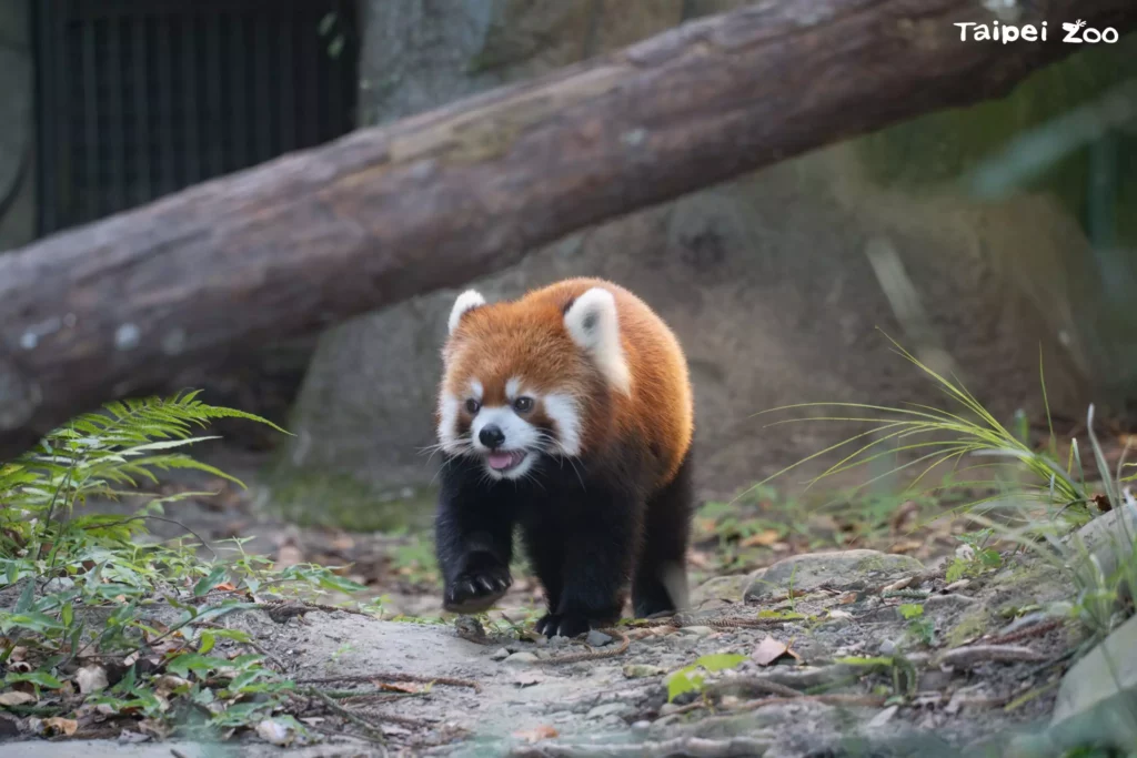 台北學生情侶約會地點 木柵動物園