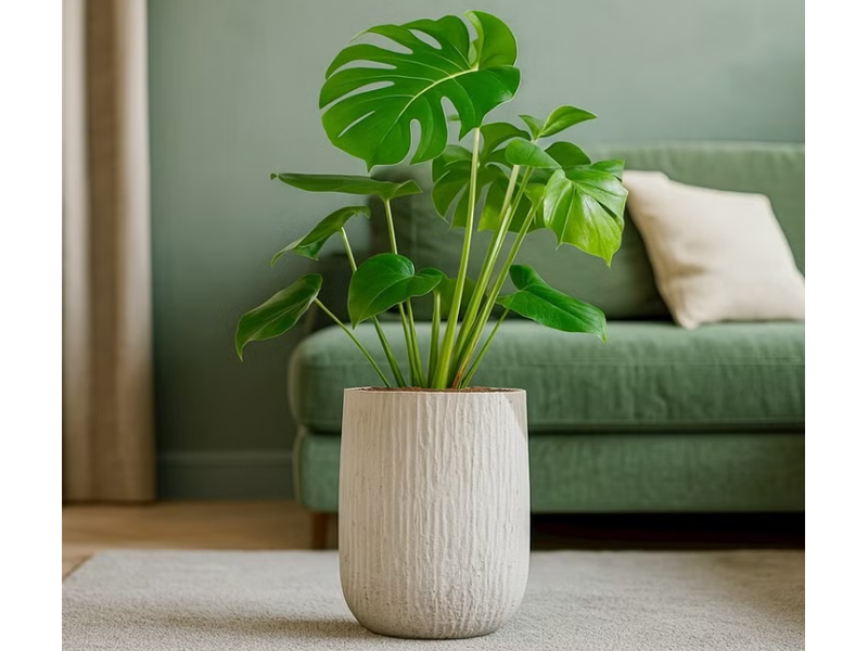 龜背芋照顧 巧繪網植物館 奶白色樹紋龜背芋落地大盆栽