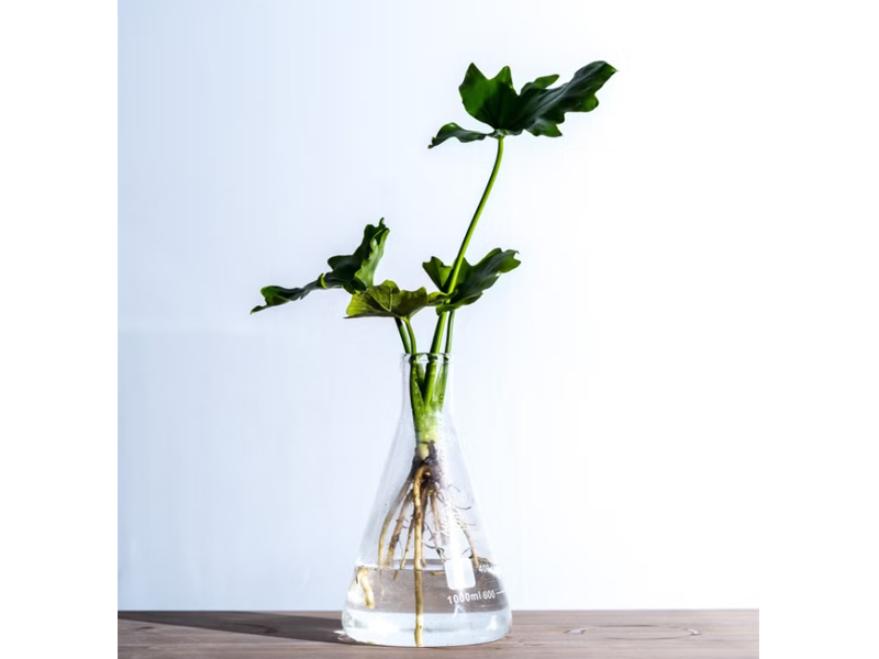 龜背芋照顧 微景設計 好好養水耕系列 - 龜背芋