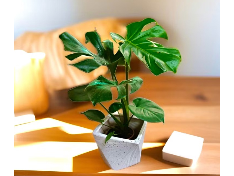 龜背芋照顧 ORCHID CHEN 蘭沉空間 龜背芋盆栽