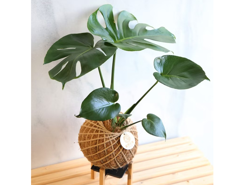 龜背芋照顧 KEYURA GARDEN瓔珞莊園 龜背芋大苔球