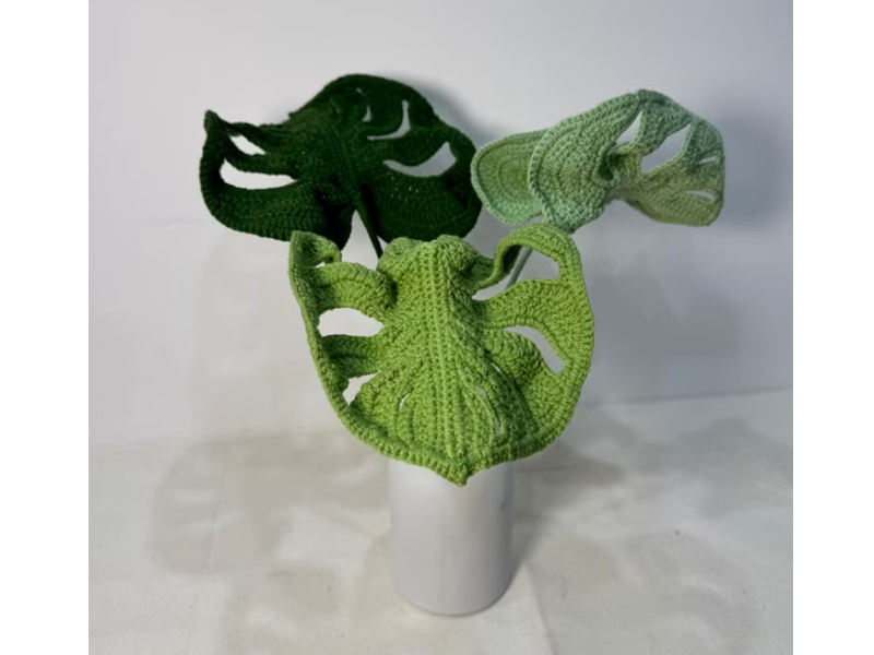 龜背芋照顧 毛線花的芽 針織龜背芋