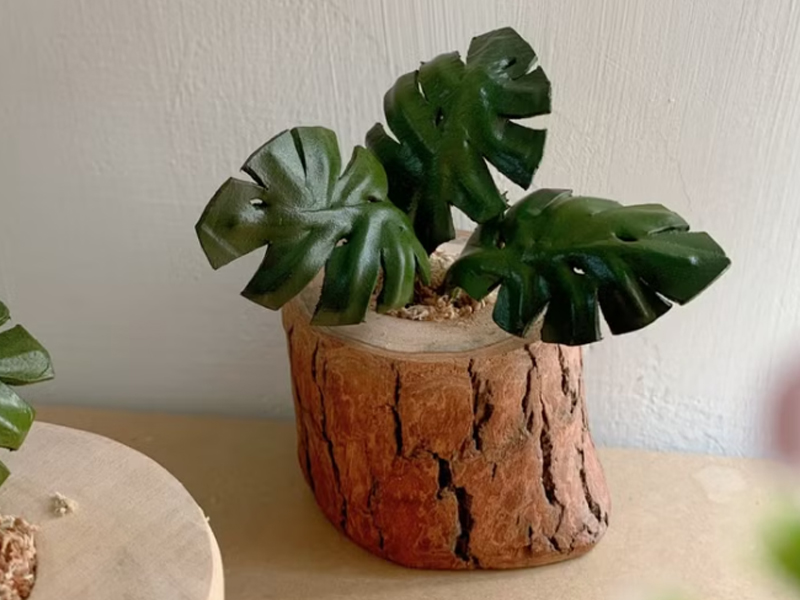 龜背芋照顧 老喬皮革製作所 龜背芋永生綠植盆栽